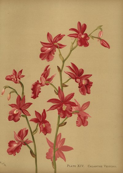 Orchidée hybride de Noël, Calanthe x veitchii - Unknown